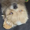 member face