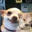 member face