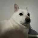 member face