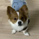 member face