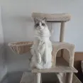 member face