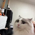 member face