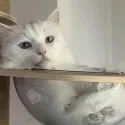 member face