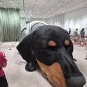 member face