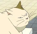 member face