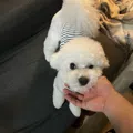 member face