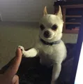 member face