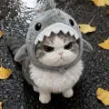 member face