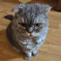member face