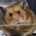 member face