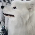 member face