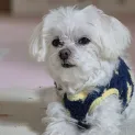 member face