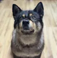 member face