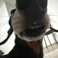 member face