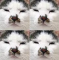 member face