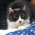 member face