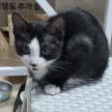 member face