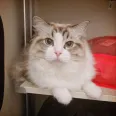 member face