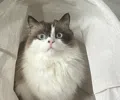 member face
