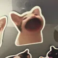 member face