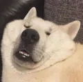 member face