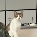 member face