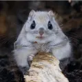 member face