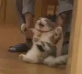member face
