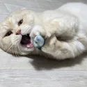 member face