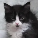 member face