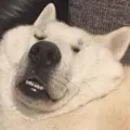 member face