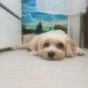 member face