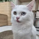member face