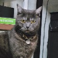 member face