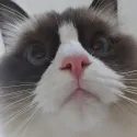 member face