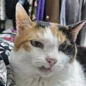 member face