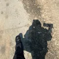 member face