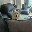 member face