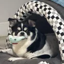 member face
