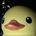 member face