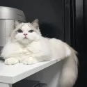 member face