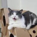 member face