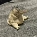 member face