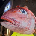 member face