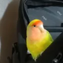 member face