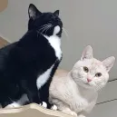 member face