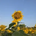 member face