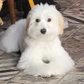 member face