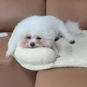 member face