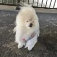member face
